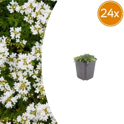 Produktbild von Thymus praecox 'Albiflorus' | 24 Stück - 10-25cm - Ø9cm - Gartenpflanze