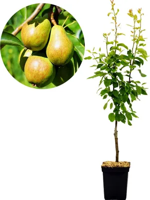 A potted pear tree with a circular inset showing three ripe pears on a branch.
