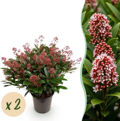 Produktbild von Skimmia japonica Rubella - Blüte Rot - 40+ Blüten - 2 Pflanzen - winterhart - 50-60cm - Ø19cm - Gartenpflanze