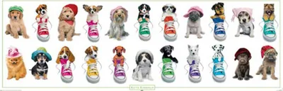 Produktbild von Kimberlin, Keith - Türposter - Hunde