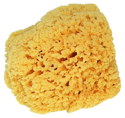 Produktbild von STORCH Naturschwamm, 10-15 cm