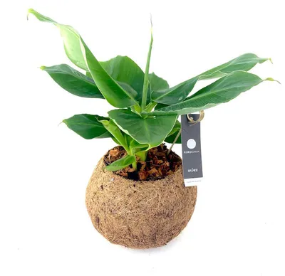 Obrázok produktu pre Kokodama Musa Tropicana (L)