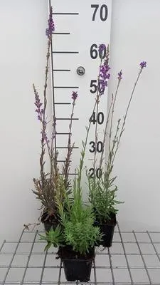 Zdjęcie produktu dla 6 x Linaria purpurea - Toadflax - doniczka 9 x 9 cm