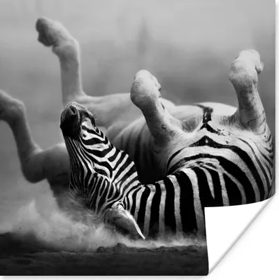 Produktbild von MuchoWow® Poster Zebra - Tiere - Schwarz - Weiß 75x75 cm - Wand Dekoration