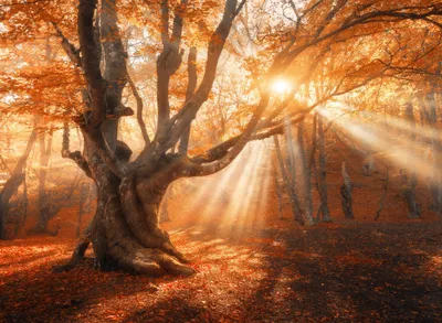Produktbild von Papermoon VLIES Fototapete, Digitaldruck,  Magischer alter Baum (746)