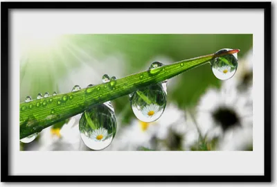 Produktbild von Bild 60x40 MDF-Rahmen Wandkunst Grass Nature Tau-Tropfen