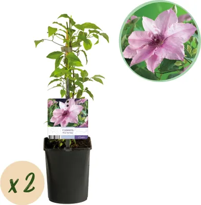 Produktbild von GreenboutiQ - Kletterpflanze - Clematis Pink Fantasy - Blüte Rosa - Wenig Pflege - 2 Pflanzen - Topf 11cm Höhe 40cm