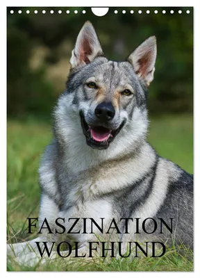 Produktbild von Faszination Wolfhund (Wandkalender 2027 DIN A4 hoch), CALVENDO Monatskalender