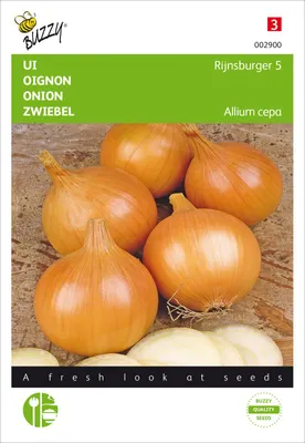 Produktbild von Zwiebel Rijnsburger 5 | Zwiebelsamen von Buzzy Seeds