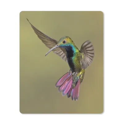 Produktbild von MuchoWow® Mauspad Mousepad Kolibri - Grün - Lila 30x40 cm - Mousepads - Maus Mat - Pad - Mausunterlage - Mausmatten