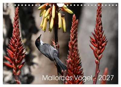 Produktbild von Mallorcas Vögel (Wandkalender 2027 DIN A4 quer), CALVENDO Monatskalender