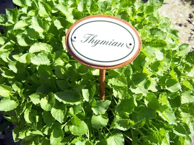 Produktbild von Thymian Pflanzenstecker Pflanzenstäbe Kräuter-Sorten Kräutergarten