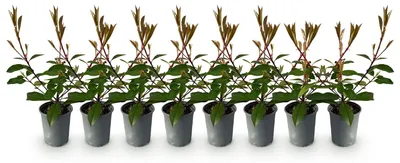 Image de Green boutiQ - Plantes de haie - Photinia fraseri Red Robin - feuillage rouge-vert  - 8 plants - 1 mètre linéaire - à feuillage persistant - pot de 9 cm, hauteur 30-35 cm