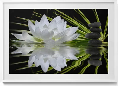 Produktbild von Seerose und Blätter– Wandbild mit Rahmen – Gerahmtes Bild  – Wanddekoration – 100x70 cm –  Weiß Rahmen