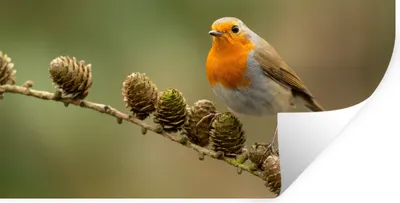 Produktbild von MuchoWow® Wandtattoo Wandsticker Wandaufkleber Vogel - Rotkehlchen - Tannenzapfen - Zweig - Herbst 40x20 cm Selbstklebend und Repositionierbar - Aufkleber