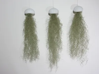 Produktbild von Seeigelgehäuse weiß mit Tillandsie spanischem Moos 3er Set