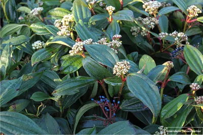 Zdjęcie produktu dla Viburnum davidii - Snowball 40- 50 cm - Pojemnik