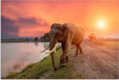 Produktbild von MuchoWow® Poster Elefant - Wasser - Tiere - Sonnenuntergang - Natur 60x40 cm - Schlafzimmerdekoration