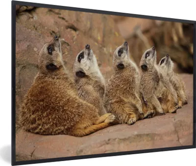 Produktbild von MuchoWow® MuchoWow® Gerahmtes Poster Erdmännchen - Felsen - Natur 60x40 cm - Poster mit zchwarzem Bilderrahmen - Printing - Wanddeko Schlafzimmer
