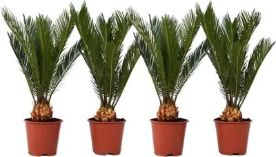 Produktbild von Sagopalmfarn - 4 Stk - Cycas revoluta - Höhe 45-60cm - ⌀15cm
