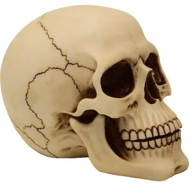 Image de Crâne de 15 cm de haut - MC-30685