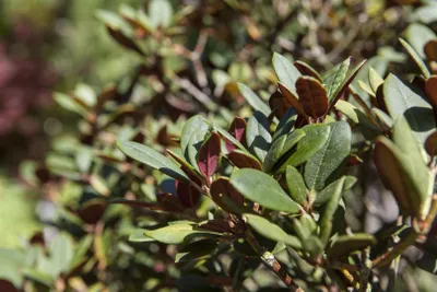 Produktbild von Rhododendron neriiflorum 'Burletta', leuchtend rot, 60–70 cm