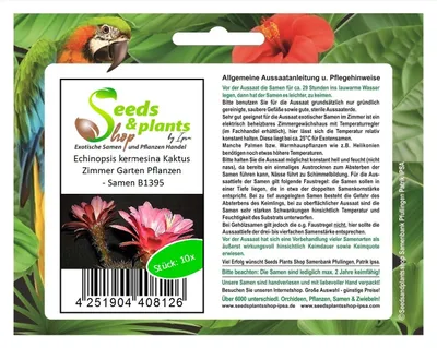 Produktbild von 10x Echinopsis kermesina Kaktus Zimmer Garten Pflanzen - Samen B1395