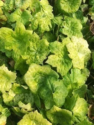 Obrázek produktu pro 6 x Podophyllum hybr. 'Spotty Dotty'® - Podophyllum - květináč 9 x 9 cm