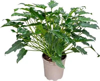 Produktbild von Philodendron Xanadu – 60cm – Kompakte Zimmerpflanze mit gefiedertem Blattwerk – Tropisches Grün für Wohn – & Büroräume – Pflegeleicht & dekorativ