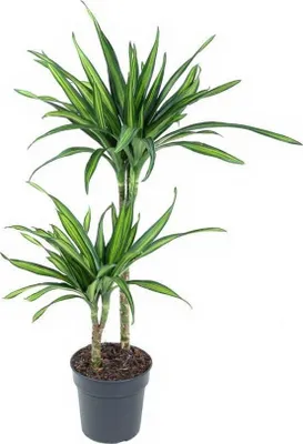 Produktbild von Drachenbaum Dracaena Riki - 19 cm Topf, 100 cm Höhe