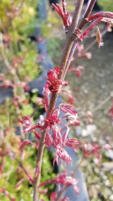 Image de Acer palmatum 'Shirazz' / Erable du Japon