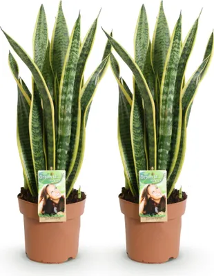 Obrázok produktu pre Sansevieria Laurentii – 2 odolné izbové rastliny – 60–70 cm – 17 cm – zeleno-žltá – nenáročná na údržbu a čistiaca vzduch – ideálna rastlina do obývačky, kancelárie a spálne