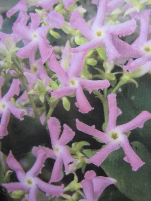 Produktbild von Trachelospermum jasminoides Pink - Sternjasmin - 60-100cm