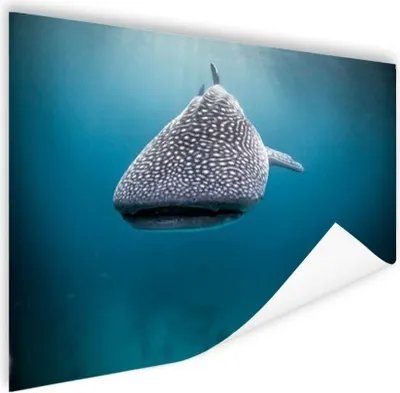 Produktbild von MuchoWow® Poster Walhai 120x80 cm - Bilder