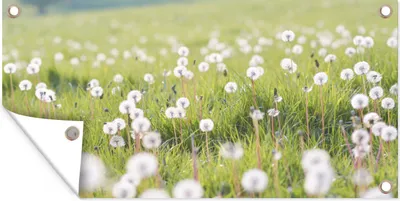 Produktbild von MuchoWow® 160x80 cm Outdoor-Poster Gartendeko Sichtschutz Garten Poster für den Garten  Frühling - Löwenzahn - Farben