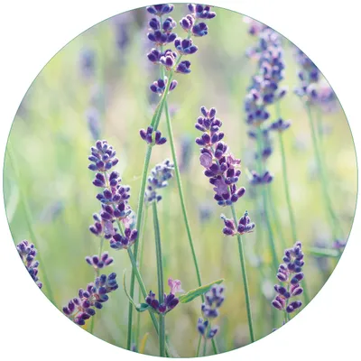 Produktbild von Wallario Premium Glasbild, freischwebende Optik, kräftige Farben, rund 50cm Durchmesser, Motiv Lila Blumenfreude - Violette Pflanzen auf der Wiese