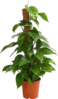 Produktbild von Dehner Efeutute, an Moosstab gebunden, ca. 50-60 cm, Ø Topf 17 cm, Zimmerpflanze