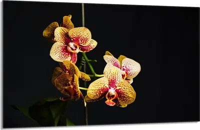 Obrázek produktu pro Kryt varné desky 80x52cm 1-dílný keramický kryt varné desky, orchidejová černá