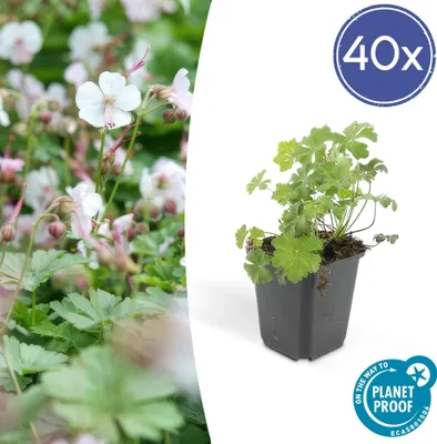 Produktbild von Trendyplants - Geranium cantabrigiense 'Biokovo' - 40 Pflanzen - Storchbusch - Winterhart - Höhe 10-25cm - Topfgröße Ø9cm