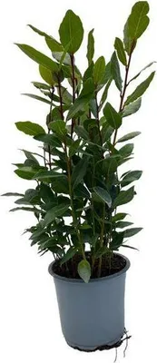 Produktbild von Echter Lorbeer Laurus nobilis Zimmerpflanze Ø14cm Höhe 35cm Würzpflanze Deko