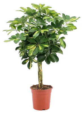 Zdjęcie produktu dla Schefflera Arboricola Gold Capella - 65-75cm - Ø19cm - Roślina doniczkowa - Zimozielony