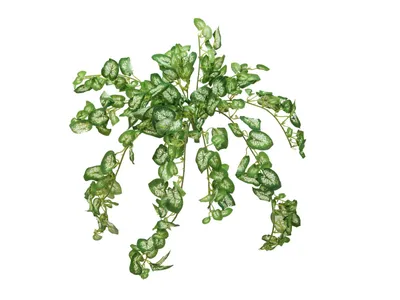 Produktbild von EUROPALMS Nephthytisbusch, künstlich, 50cm (82501854)