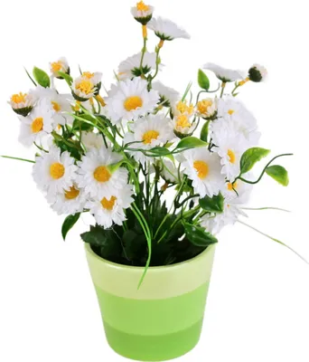 Produktbild von Gänseblümchen weiß 34 Blumen im Keramiktopf 30x25 cm