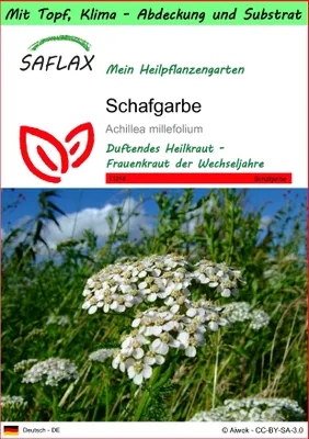 Produktbild von SAFLAX Garden to go - Schafgarbe - Achillea millefolium - 200 Samen - Mit Topf, Klima - Deckel und Anzuchtsubstrat