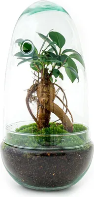 Obrázek produktu pro Lahvová zahrada Egg Bonsai - terárium pro kutily s fíkusem ginseng - mini