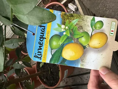 Produktbild von Limequat 60-80 cm Zitruspflanze Limettenbaum mit Früchten Kumquat Citrus Obst Pflanze Fortunella Kumquat Limonia Limone
