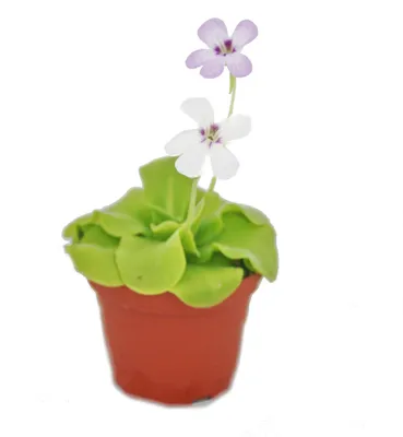 Produktbild von Fettkraut - Pinguicula - Überraschungssorte - 9cm Topf
