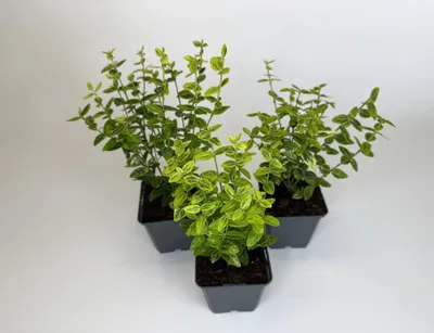 Produktbild von 20 Stück, Topf 9cm, Bodendecker Euonymus fortunei Emerald Gold