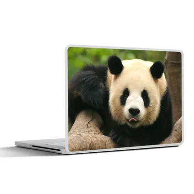Produktbild von MuchoWow® Laptop Aufkleber Sticker Cover Tiere - Panda - Bäume 30x21 cm - Sticker für Laptop - Selbstklebend