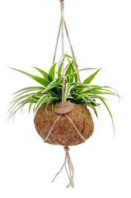 Produktbild von Kokodama – Chlorophytum im Kokodama-Hängetopf – Grüne Lilie – ca. 15 cm